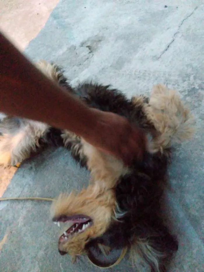 Cachorro raça Vira- lata idade 2 a 6 meses nome Nina