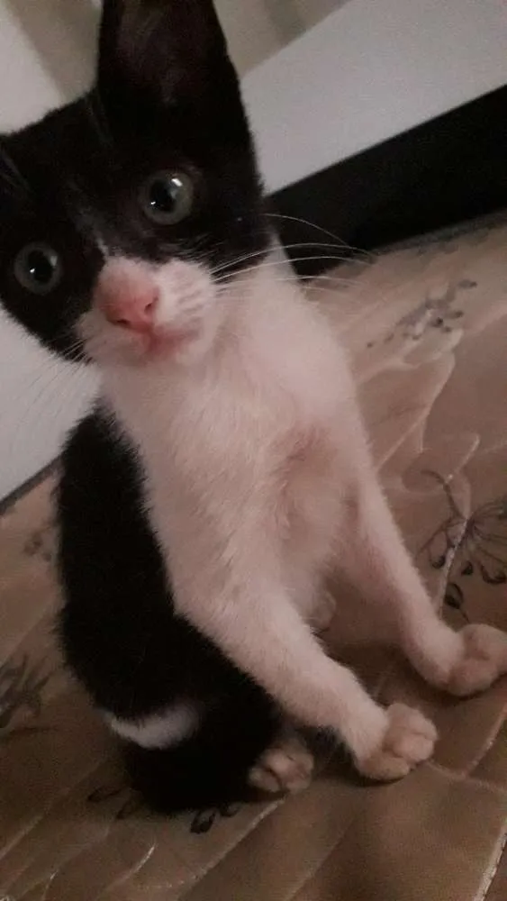 Gato ra a vira lata idade Abaixo de 2 meses nome Kitty