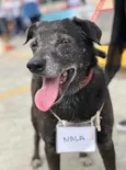 Nala