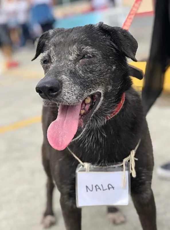 Cachorro ra a SRD idade 6 ou mais anos nome Nala