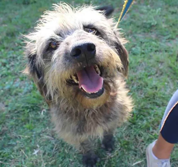 Cachorro ra a SRD idade 5 anos nome Lourenço