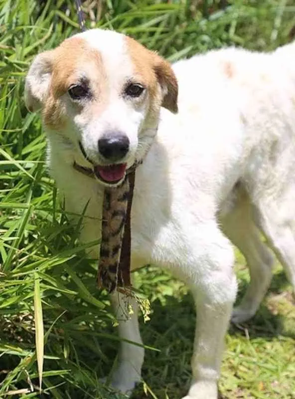 Cachorro ra a SRD idade 6 ou mais anos nome Kinkas