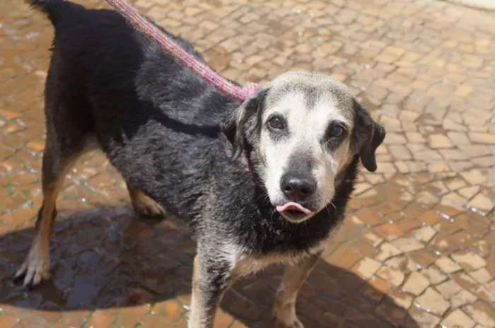 Cachorro ra a SRD idade 6 ou mais anos nome Menina