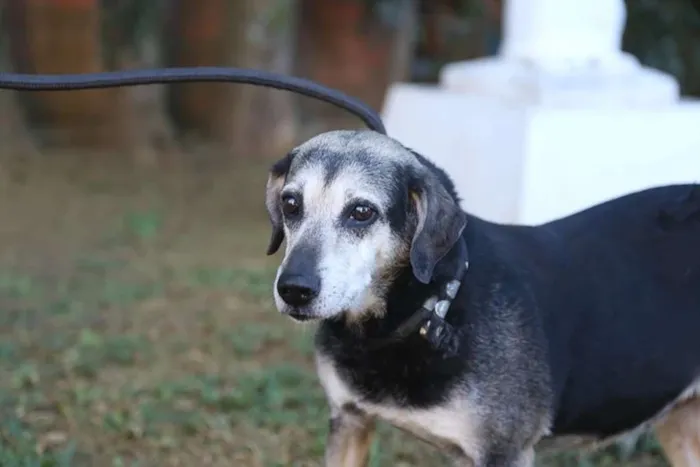 Cachorro ra a SRD idade 6 ou mais anos nome Menina