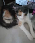 Bia 