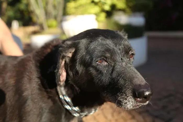 Cachorro ra a SRD idade 6 ou mais anos nome Nega