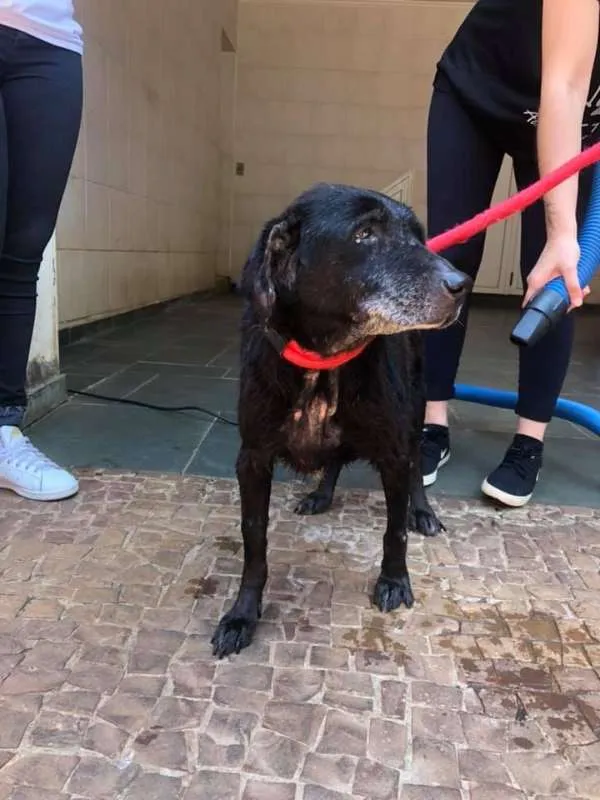 Cachorro ra a SRD idade 6 ou mais anos nome Nega