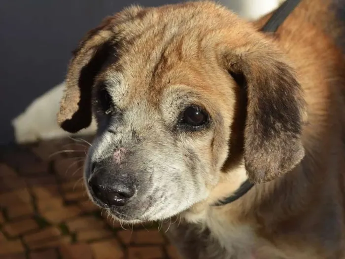 Cachorro ra a SRD idade 6 ou mais anos nome Frederico