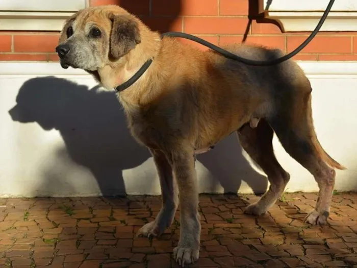 Cachorro ra a SRD idade 6 ou mais anos nome Frederico