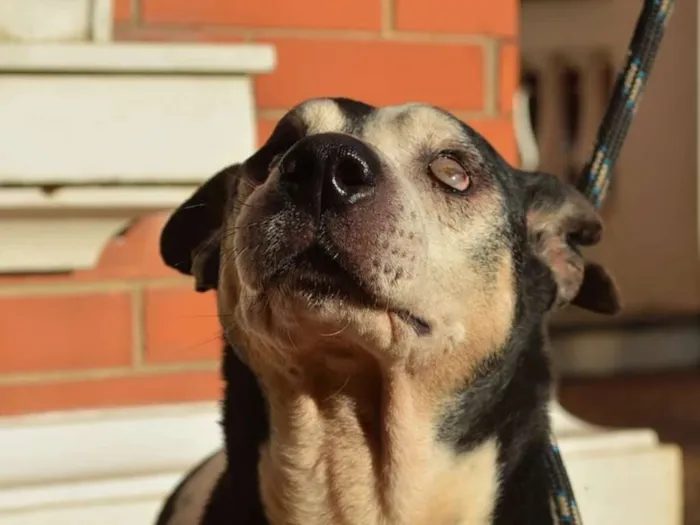 Cachorro ra a SRD idade 6 ou mais anos nome Seu Madruga