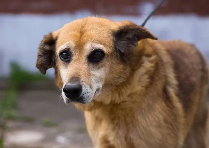 Cachorro ra a SRD idade 6 ou mais anos nome Kelly