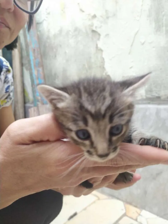 Gato raça Sla idade Abaixo de 2 meses nome Sla 