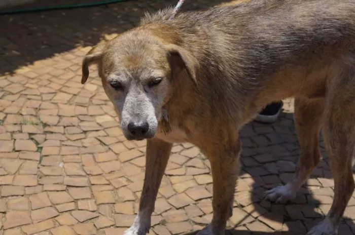 Cachorro ra a SRD idade 6 ou mais anos nome Vênus