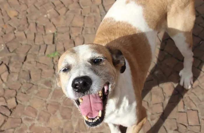 Cachorro ra a SRD idade 6 ou mais anos nome Pintado