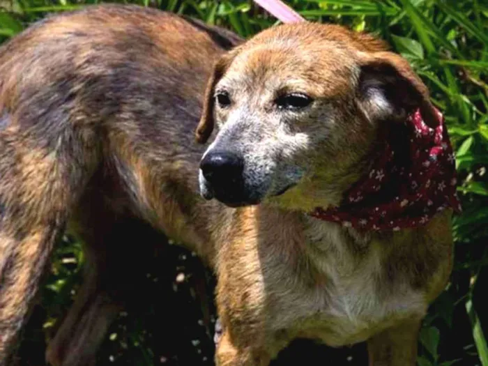 Cachorro ra a SRD idade 6 ou mais anos nome Vênus