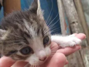 Gato raça Sla idade Abaixo de 2 meses nome Sla 