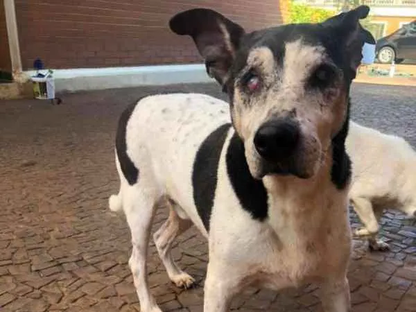 Cachorro ra a SRD idade 6 ou mais anos nome Seu Madruga