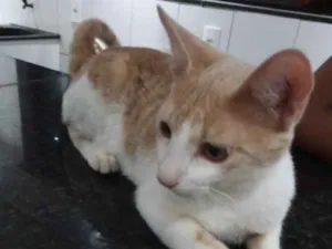 Gato raça SRD idade 2 a 6 meses nome Teo 