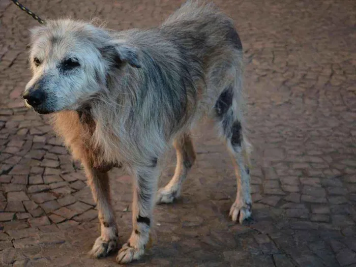 Cachorro ra a SRD idade 6 ou mais anos nome Tufão