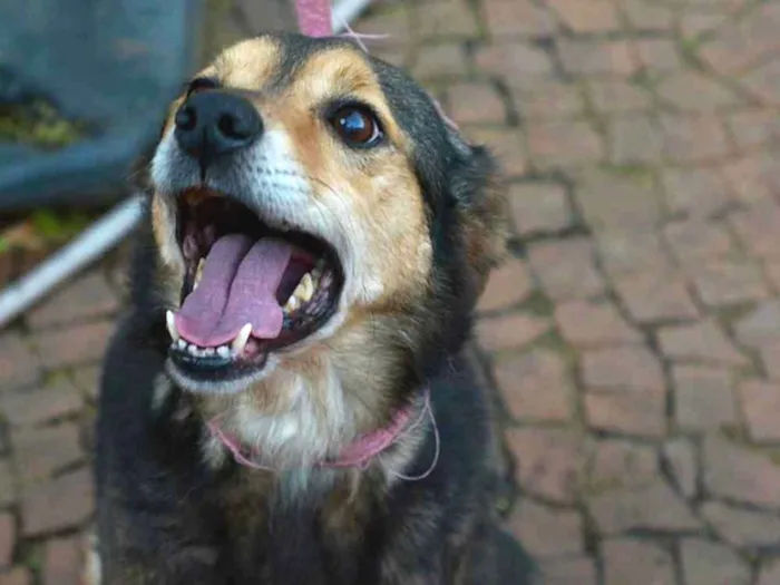 Cachorro ra a SRD idade 6 ou mais anos nome Marrom