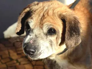 Cachorro raça SRD idade 6 ou mais anos nome Frederico