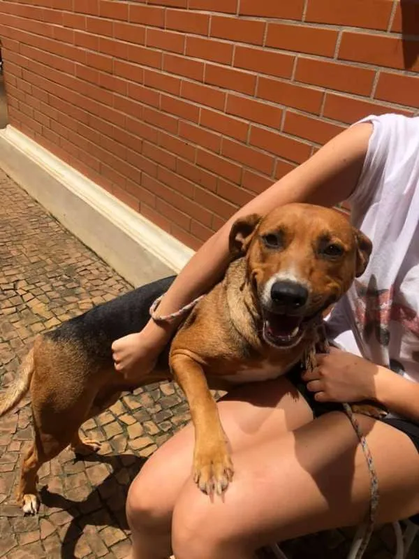 Cachorro ra a SRD idade 2 anos nome Cacau