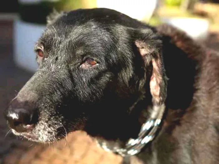 Cachorro ra a SRD idade 6 ou mais anos nome Nega