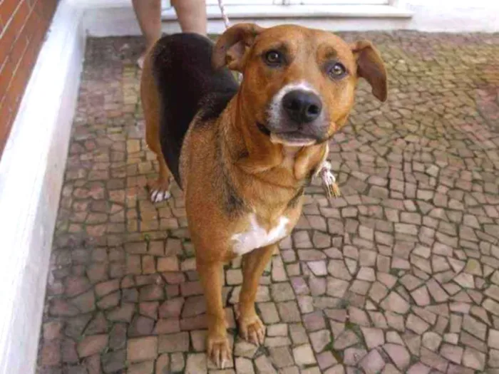 Cachorro ra a SRD idade 2 anos nome Cacau