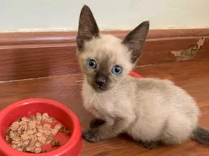 Gato raça SRD idade 2 a 6 meses nome Luna 