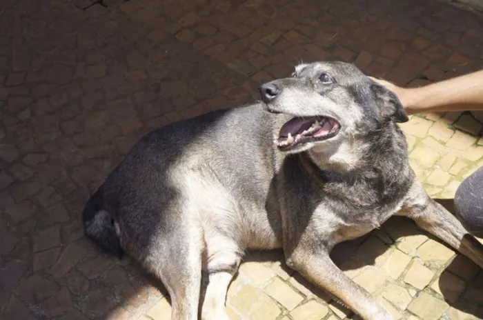 Cachorro ra a SRD idade 6 ou mais anos nome Fininho