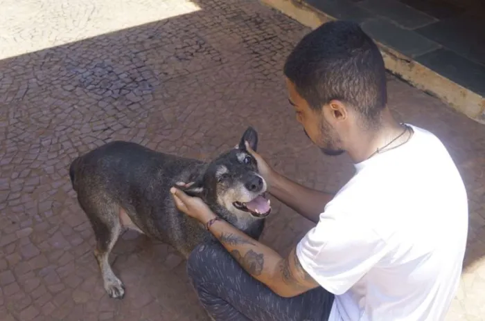 Cachorro ra a SRD idade 6 ou mais anos nome Fininho