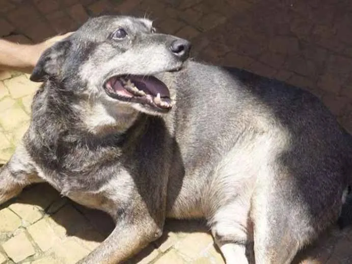 Cachorro ra a SRD idade 6 ou mais anos nome Fininho