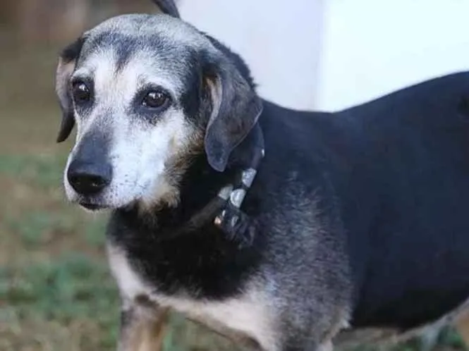 Cachorro ra a SRD idade 6 ou mais anos nome Menina