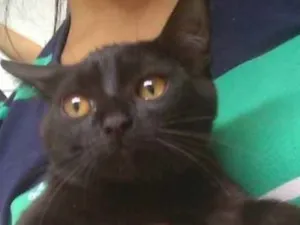 Gato raça SRD idade 2 a 6 meses nome Rubi 