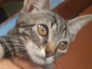 Gato raça SRD idade 2 a 6 meses nome Lia 