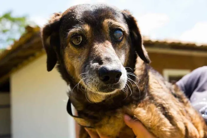 Cachorro ra a SRD idade 6 ou mais anos nome Florinda