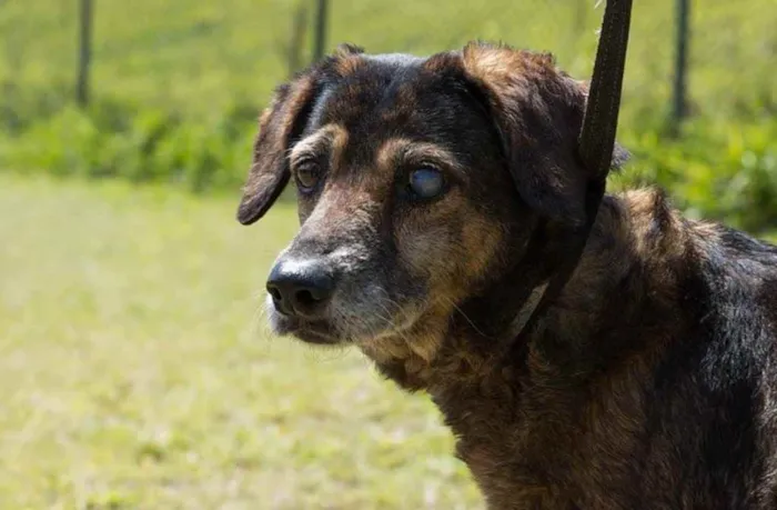 Cachorro ra a SRD idade 6 ou mais anos nome Florinda