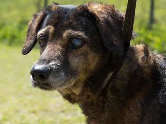 Cachorro ra a SRD idade 6 ou mais anos nome Florinda