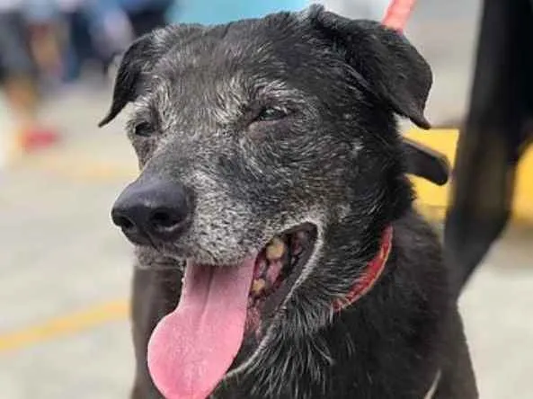 Cachorro ra a SRD idade 6 ou mais anos nome Nala