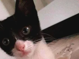 Gato raça vira lata idade Abaixo de 2 meses nome Kitty
