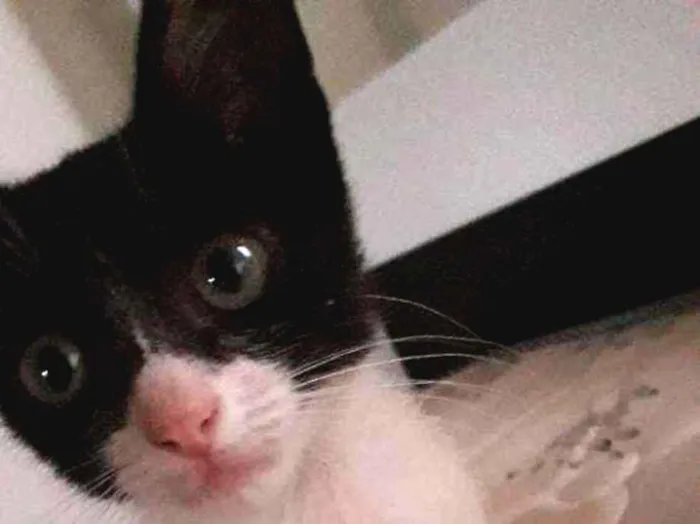 Gato ra a vira lata idade Abaixo de 2 meses nome Kitty