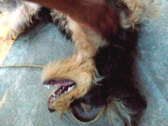 Cachorro raça Vira- lata idade 2 a 6 meses nome Nina