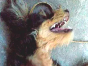Cachorro raça Vira- lata idade 2 a 6 meses nome Nina