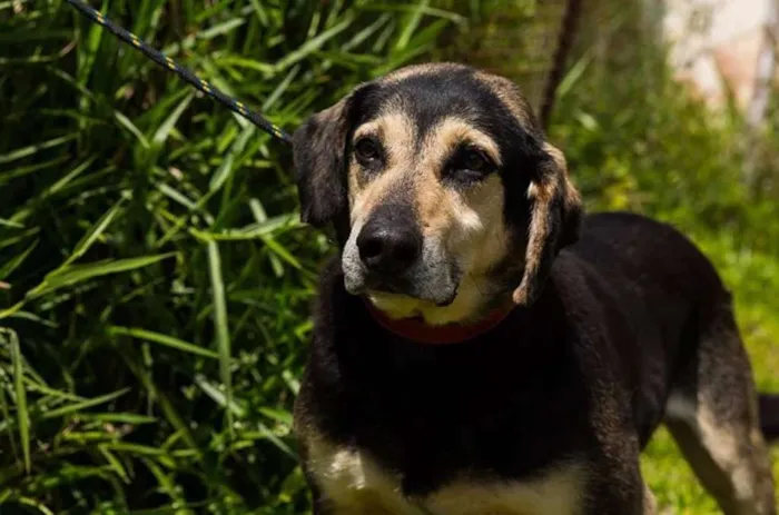 Cachorro ra a SRD idade 4 anos nome Diego