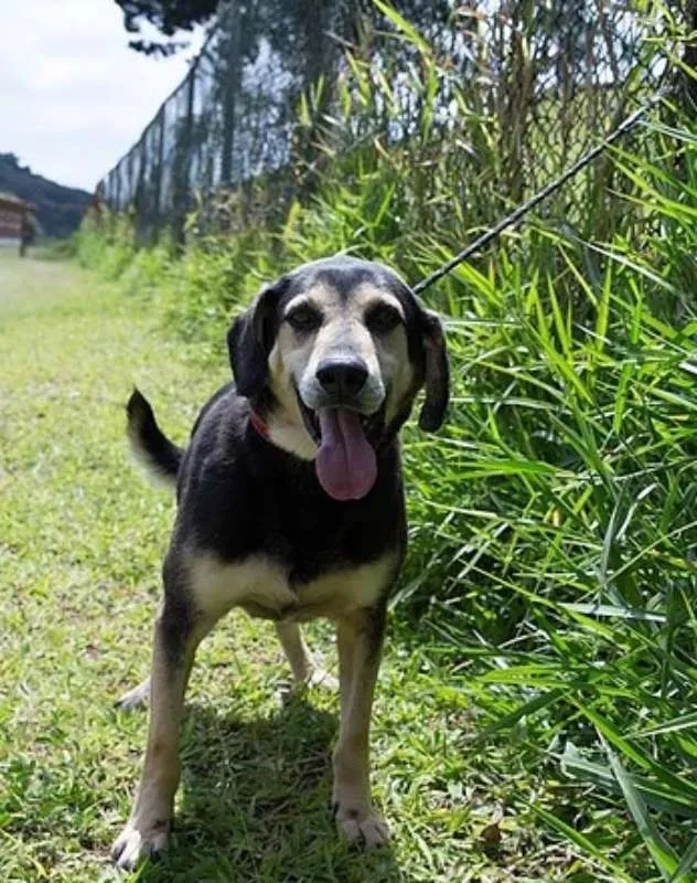 Cachorro ra a SRD idade 4 anos nome Diego