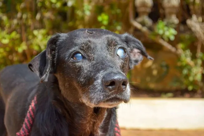 Cachorro ra a SRD idade 6 ou mais anos nome Lassie