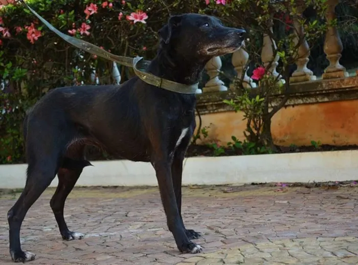 Cachorro ra a SRD idade 6 ou mais anos nome Lassie