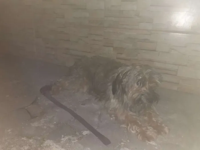 Cachorro ra a Pudou idade 2 anos nome Mel