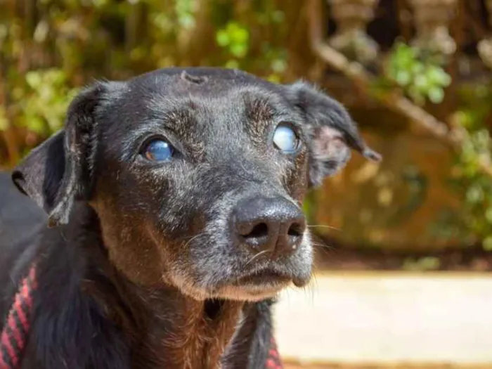 Cachorro ra a SRD idade 6 ou mais anos nome Lassie