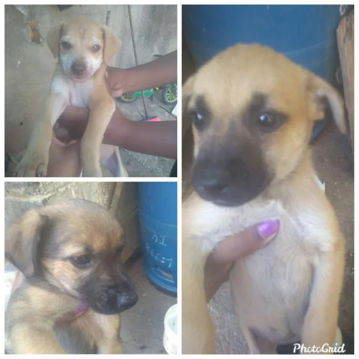 Cachorro ra a Vira lata idade 2 a 6 meses nome Apolo Line e Estrela